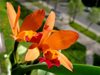 Cattleya Hybrids